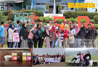 Tea Walk Di Perkebunan Teh Ciater Subang